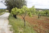 2003-04-23-007-Almond-tree
