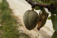 2003-04-23-008-Almond-tree