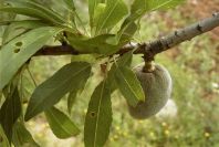 2003-04-23-009-Almond-tree