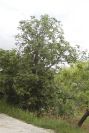 2003-04-23-010-Fig-tree