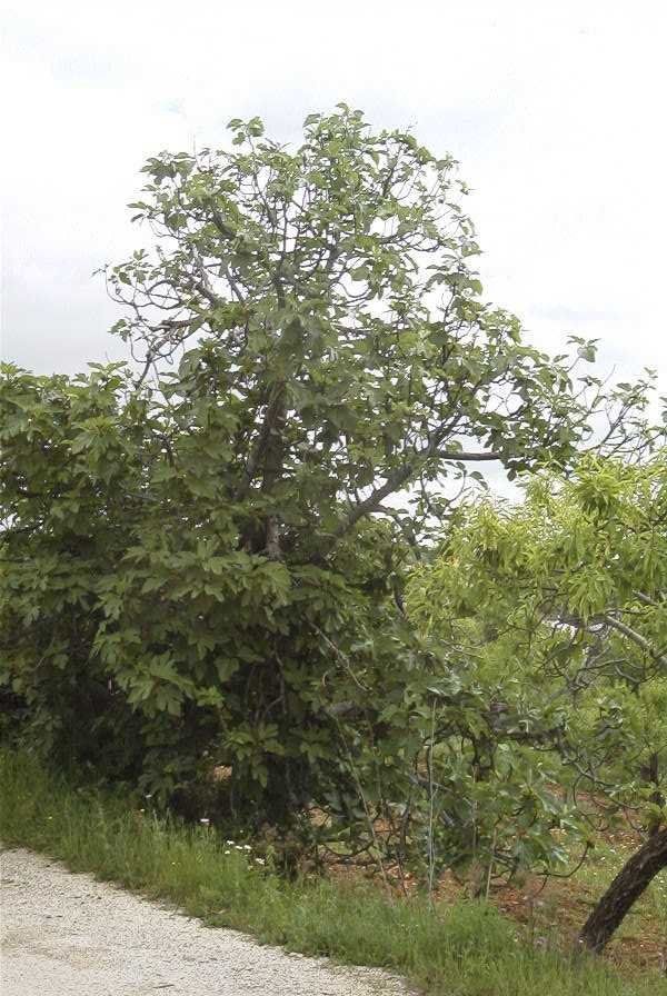 2003-04-23-010-Fig-tree