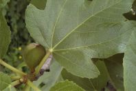 2003-04-23-013-Fig-tree