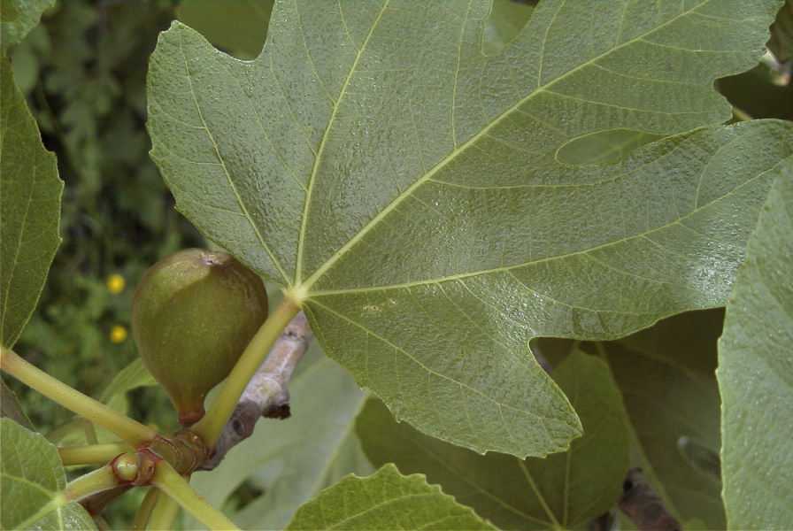 2003-04-23-013-Fig-tree
