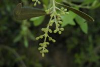 2003-04-23-015-Olive-tree