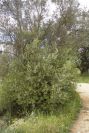 2003-04-23-016-Olive-tree