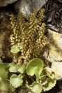 2003-04-23-022-Succulent