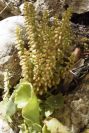 2003-04-23-023-Succulent