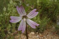 2003-04-23-025-Mallow-pale