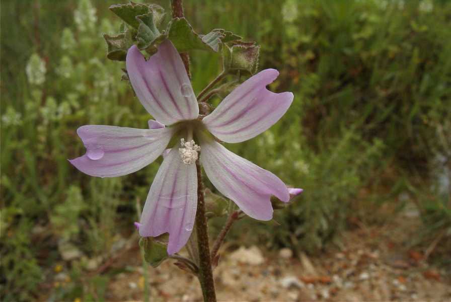 2003-04-23-025-Mallow-pale