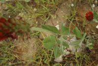 2003-04-23-027-Clover-red