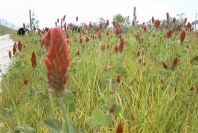 2003-04-23-028-Clover-red