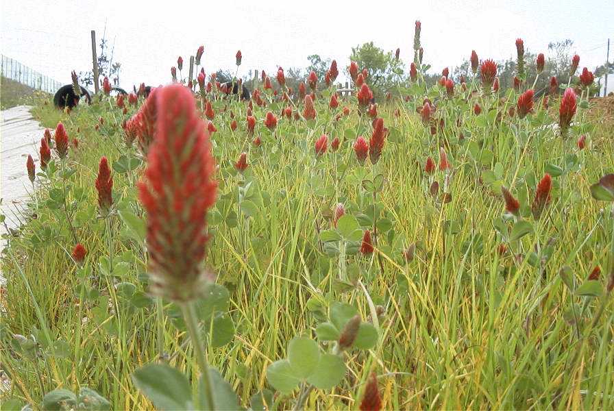 2003-04-23-028-Clover-red