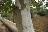 2003-04-23-030-Plane-tree