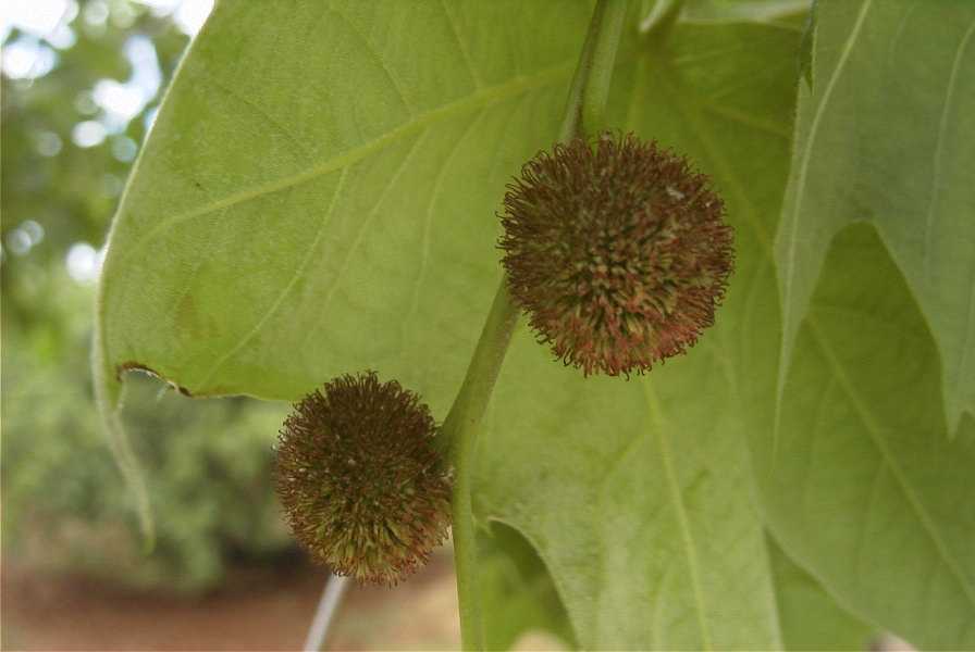 2003-04-23-032-Plane-tree