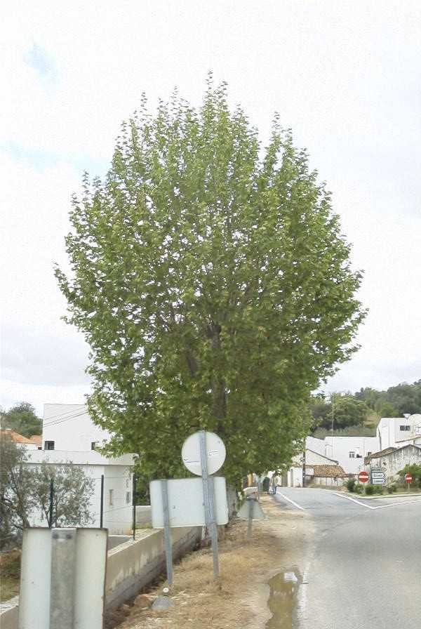 2003-04-23-033-Plane-tree