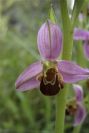 2003-04-23-038-Orchid