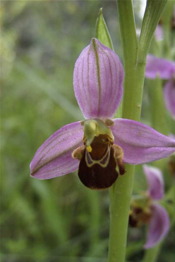 2003-04-23-038-Orchid