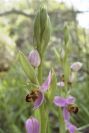 2003-04-23-039-Orchid