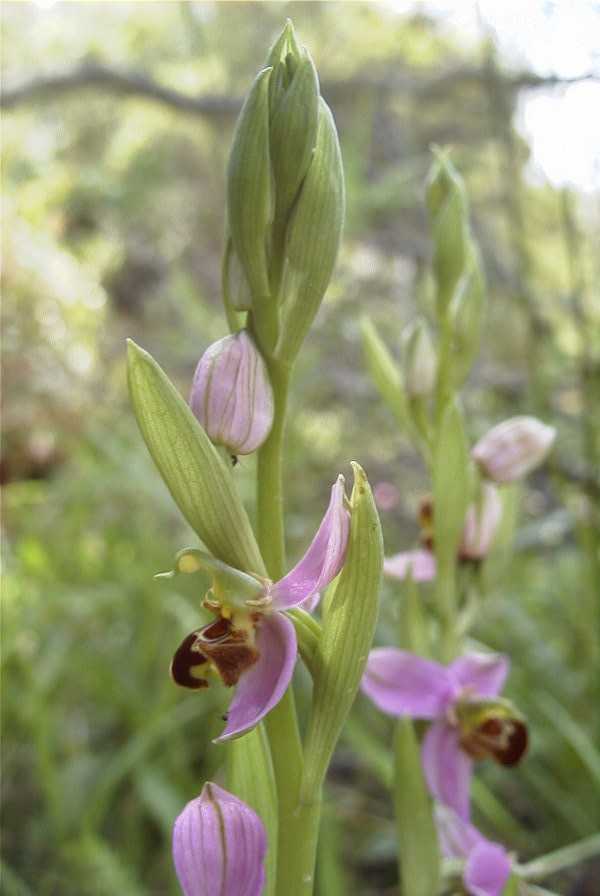 2003-04-23-039-Orchid
