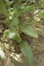 2003-04-23-040-Orchid