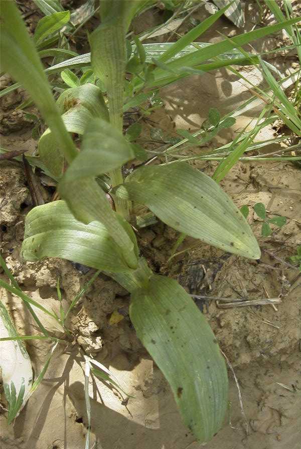 2003-04-23-040-Orchid
