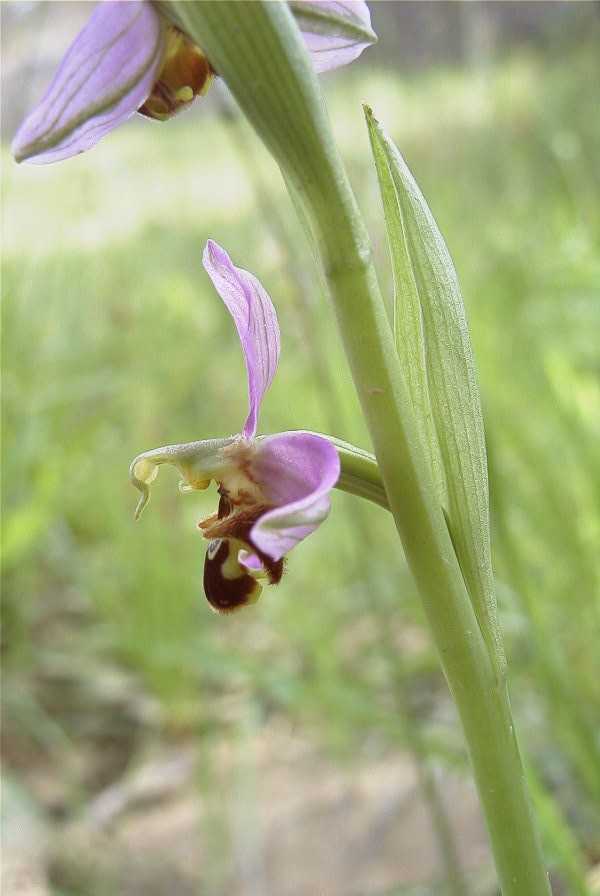 2003-04-23-041-Orchid