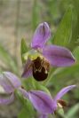 2003-04-23-042-Orchid