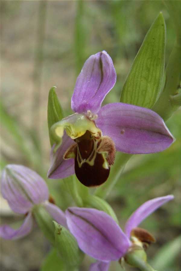 2003-04-23-042-Orchid