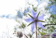 2003-04-23-043-Borago-officinalis