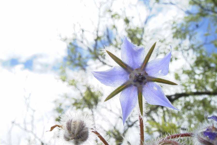 2003-04-23-043-Borago-officinalis