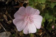 2003-04-23-044-Geranium