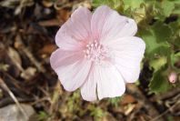 2003-04-23-045-Geranium