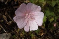 2003-04-23-046-Geranium