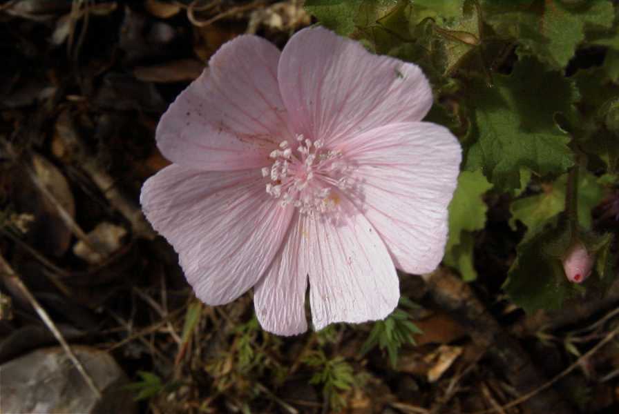 2003-04-23-046-Geranium