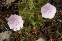 2003-04-23-047-Geranium