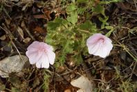2003-04-23-048-Geranium