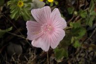 2003-04-23-049-Geranium
