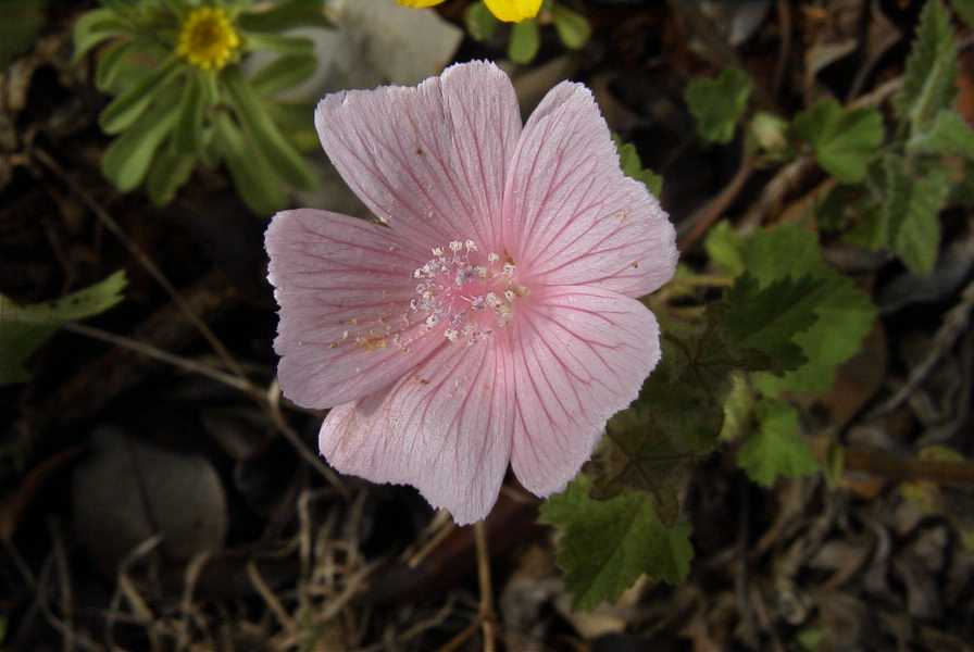 2003-04-23-049-Geranium