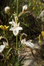 2003-04-23-050-Teucrium-pseudochamaepitys