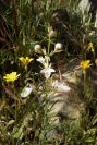 2003-04-23-051-Teucrium-pseudochamaepitys