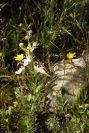 2003-04-23-052-Teucrium-pseudochamaepitys
