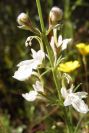 2003-04-23-053-Teucrium-pseudochamaepitys