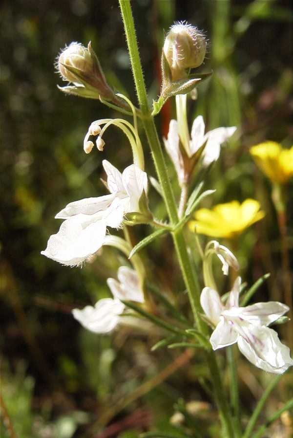 2003-04-23-053-Teucrium-pseudochamaepitys