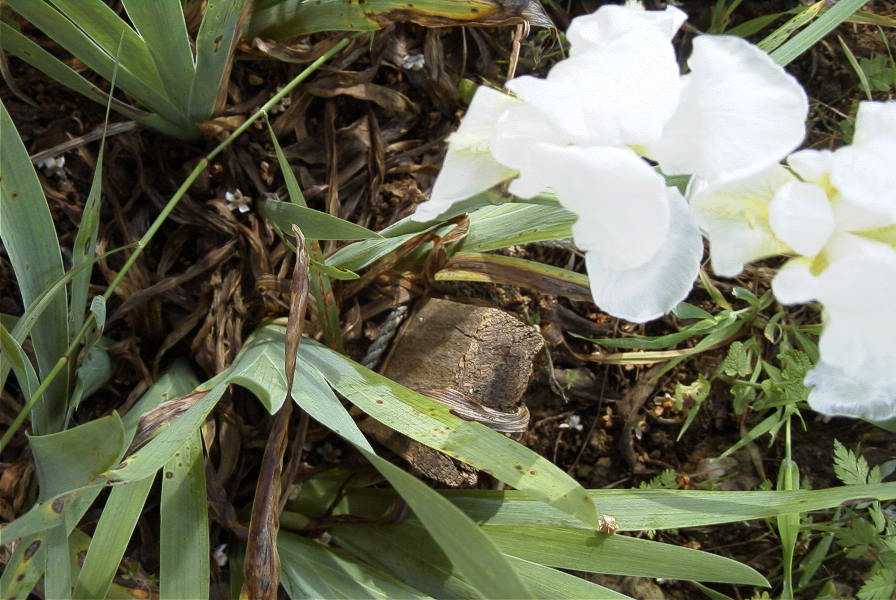 2003-04-23-055-Iris-white