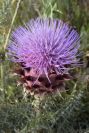 2003-04-23-059-Thistle