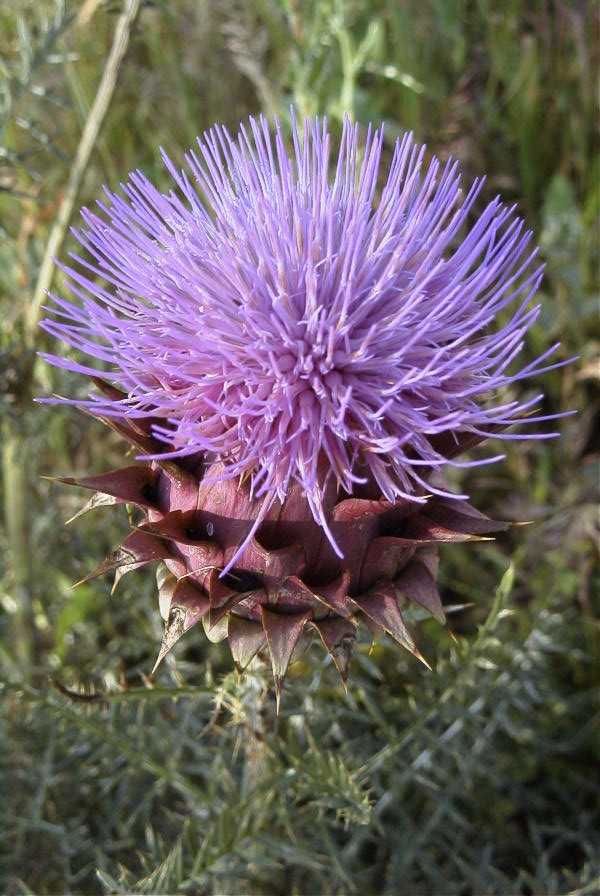2003-04-23-059-Thistle