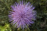 2003-04-23-060-Thistle