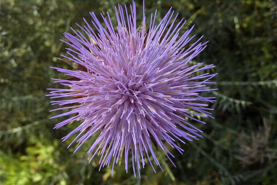 2003-04-23-060-Thistle