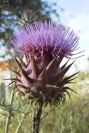 2003-04-23-061-Thistle