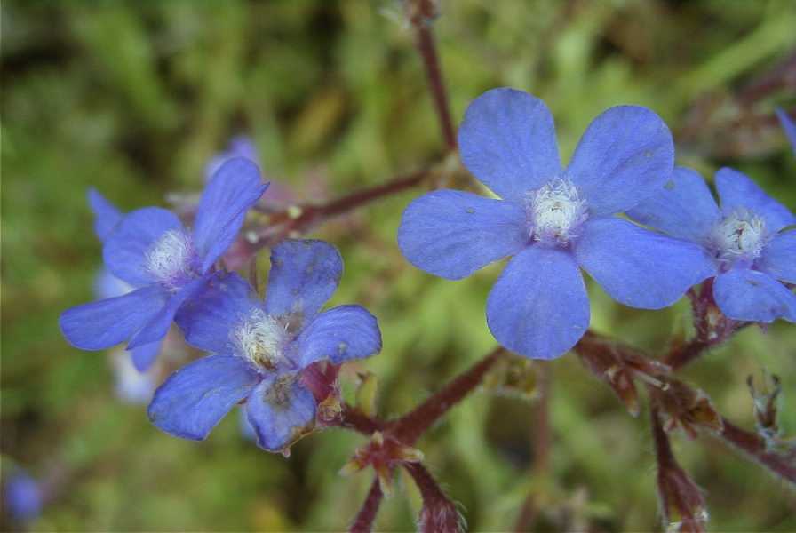 2003-04-24-001-Anchusa